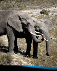 View of elephant drinking water
