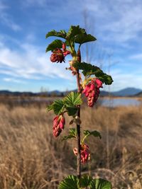 Close-up of flowering plant on land against sky