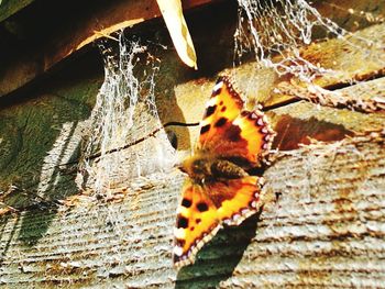 Close-up of butterfly on leaf