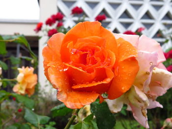 Close-up of wet rose
