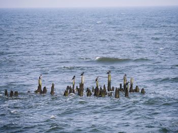 Birds in sea against sky