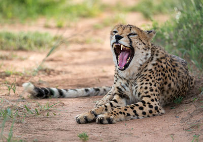 Close-up of tiger yawning