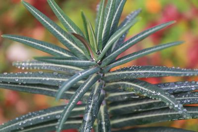 Close-up of wet plant