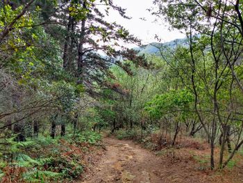 Footpath amidst trees in forest