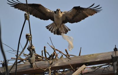Low angle view of eagle flying against sky