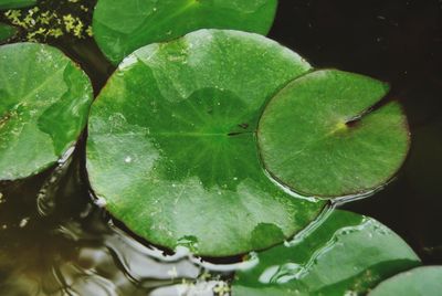 Close-up of raindrops on leaves