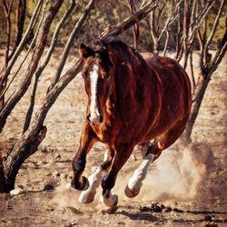 Horses on tree