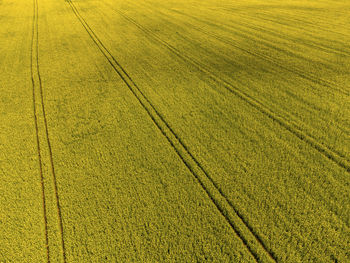 High angle view of crop growing on field