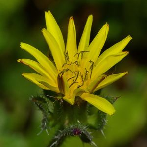 Close-up of yellow flowering plant