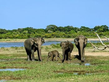 Elephants drinking water