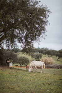 Horses grazing on field against sky