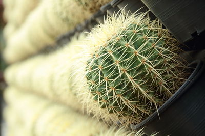 Close-up of cactus in potted plant