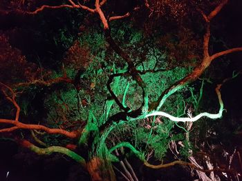 Close-up of tree at night