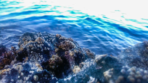 Close-up of rock on sea shore against blue sky