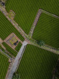 Top view of tea plantation south korea