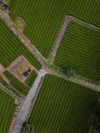 Top view of tea plantation south korea