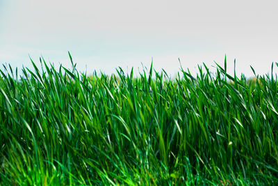 Crops growing on field against sky
