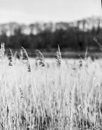 Close-up of stalks in field against sky