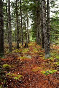 Trees in forest