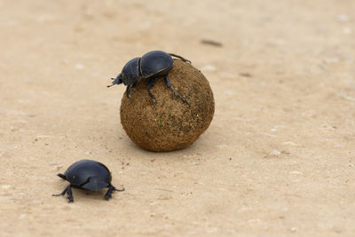 Close-up of beetles