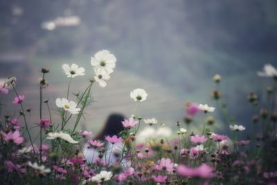 Close-up of white flowering plants on field