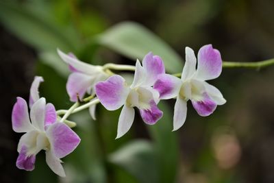 Close-up of purple flowering plant