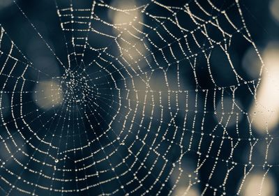 Spider web on tree trunk