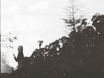 Close-up of bird against trees against sky