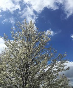 Low angle view of trees against sky