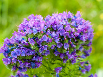 Close-up of purple flowering plant