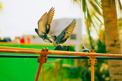 Close-up of bird flying