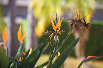 Bird of paradise flower with small hummingbird