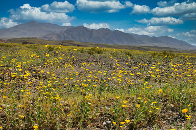 Scenic view of flowering plants on field against sky