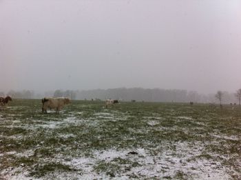 Cows on grassy field against clear sky during foggy weather