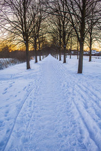 Snow covered bare trees on field during winter