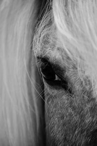 Horse close up bnw