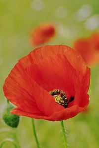 Close-up of red poppy flower