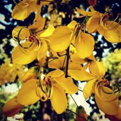 Close-up of yellow flowers