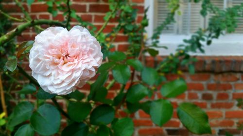 Close-up of flower blooming outdoors