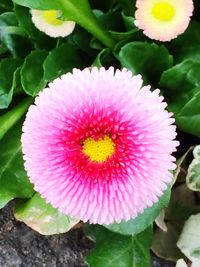 Close-up of pink flower