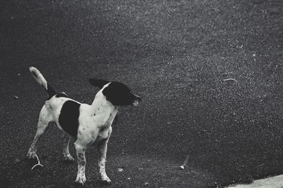 Full length of man standing with dog