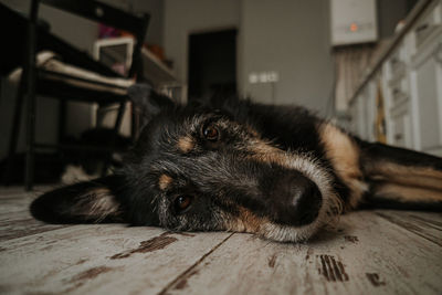 Mixed breed dog lying on the floor