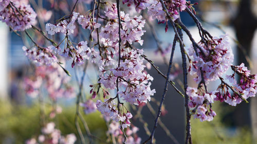 Close-up of pink flowers on branch