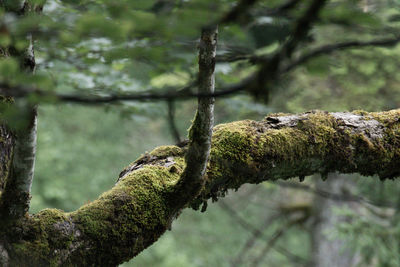 Low angle view of moss on tree branch