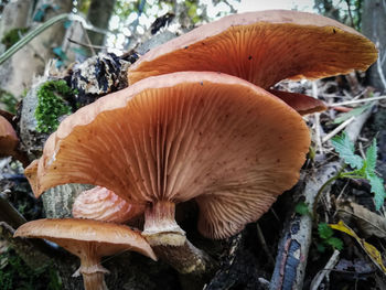 Close-up of mushrooms growing on field