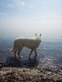 Horse standing on beach