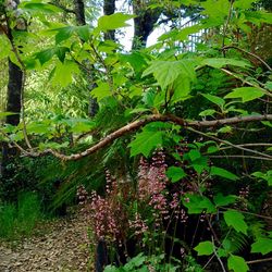 Low angle view of trees