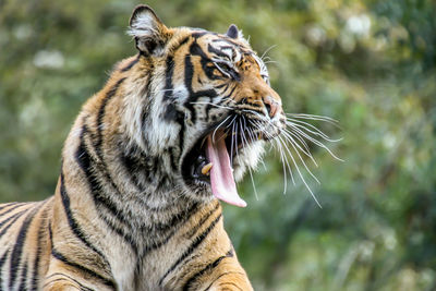 Close-up of a tiger