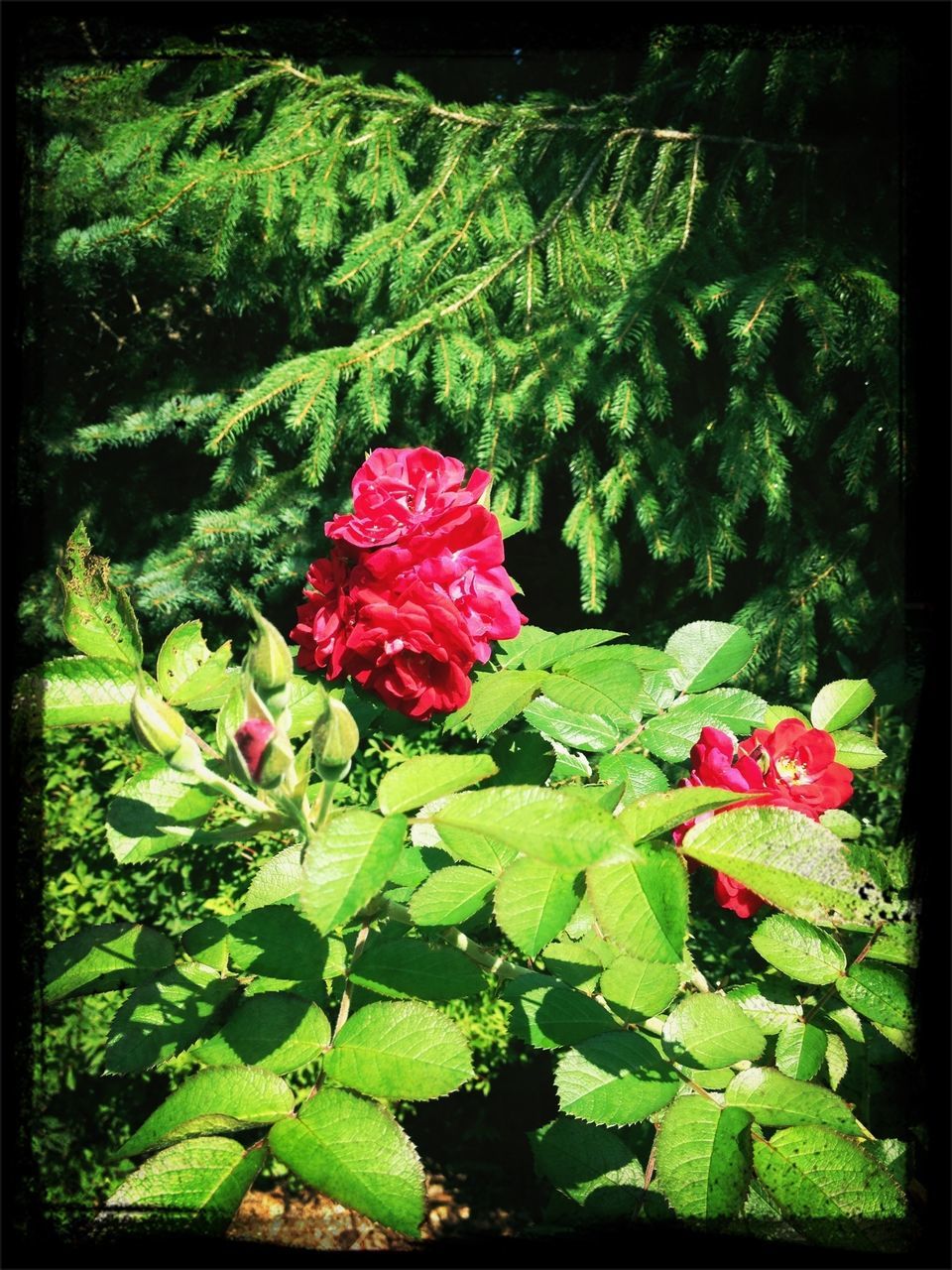 flower, leaf, growth, freshness, fragility, beauty in nature, petal, transfer print, green color, plant, red, nature, flower head, auto post production filter, blooming, close-up, high angle view, in bloom, day, outdoors