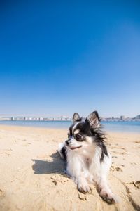 Dog on beach